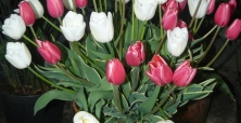 XIV Wystawa Tulipanów