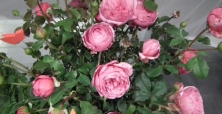 39. Wystawa Róż i Aranżacji Florystycznych