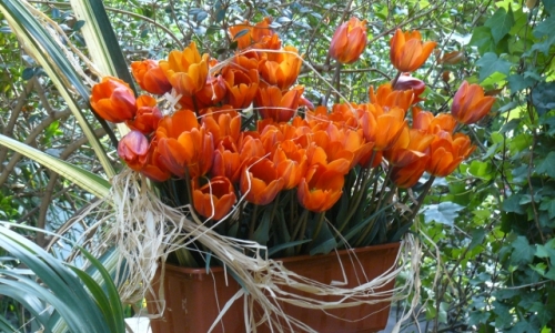 XII Wystawa Tulipanów