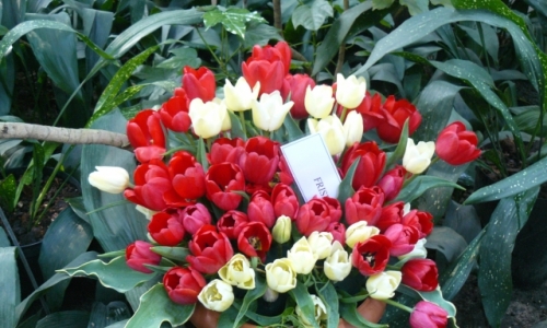 XIII Wystawa Tulipanów