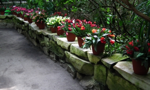 XVI Wystawa Tulipanów