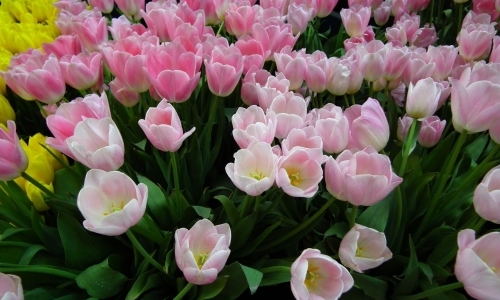 XVIII Wystawa Tulipanów