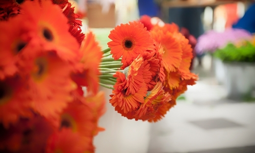 Wystawa Kwiatów w Galerii Amber w Kaliszu