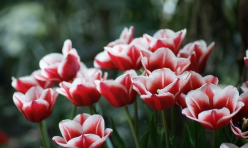 XIX Wystawa Tulipanów