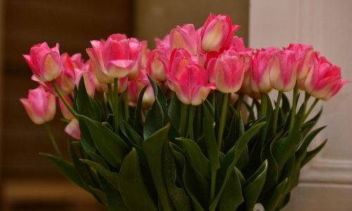 XX Wystawa Tulipanów